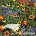 Image result for NC wildflower photo