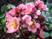 Hellebore Flowers In Bloom In Early Spring Stock Photo - 38084720